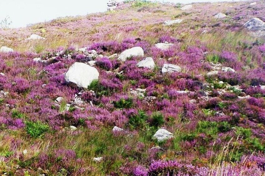 wildflowers