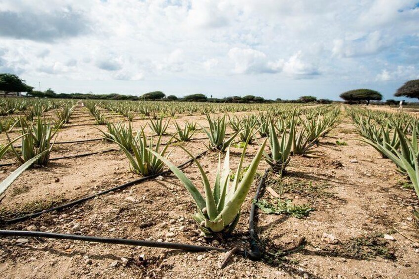 Aruba Aloe Factory