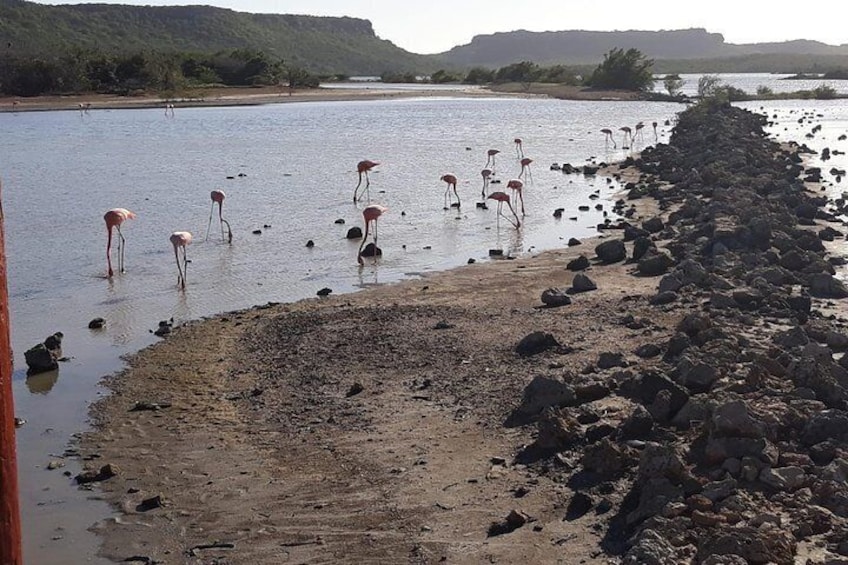 Flamingos