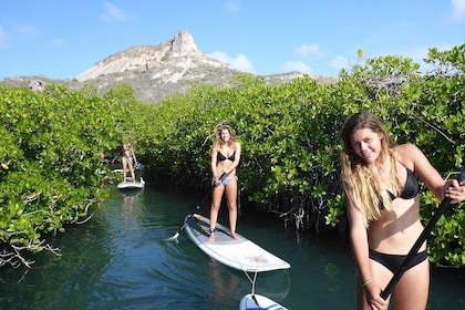 Natuurreis door de mangrove via begeleid peddelsurfen (SUP) voor beginners