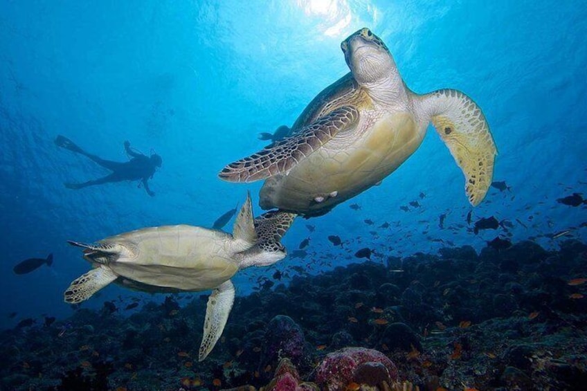 Night Snorkeling Experience in Dhiffushi Island