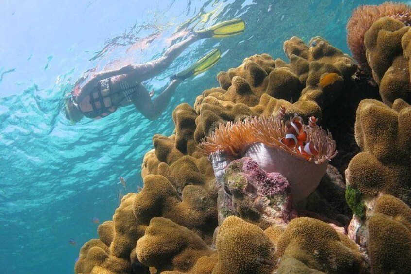 Night Snorkeling Experience in Dhiffushi Island