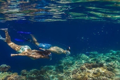 Night Snorkelling Experience in Dhiffushi Island