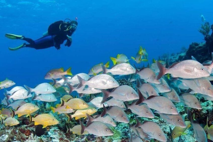 Night Snorkeling Experience in Dhiffushi Island