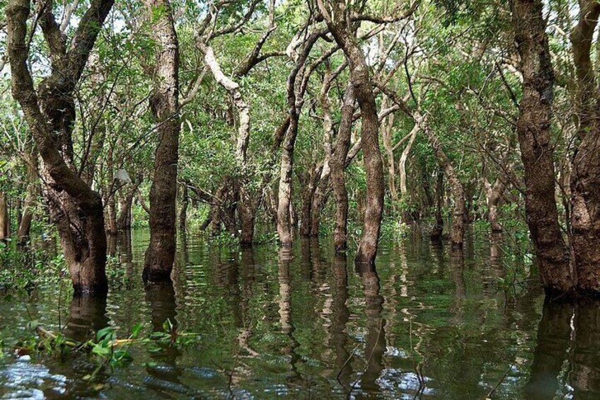 Floating forest 