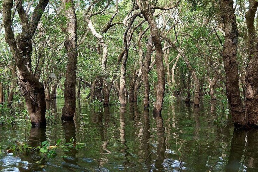 Floating forest