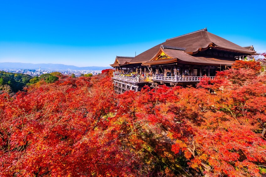 Sagano Train/Guided Tour (Fushimi Inari, Kiyomizudera, Bamboo Forest)