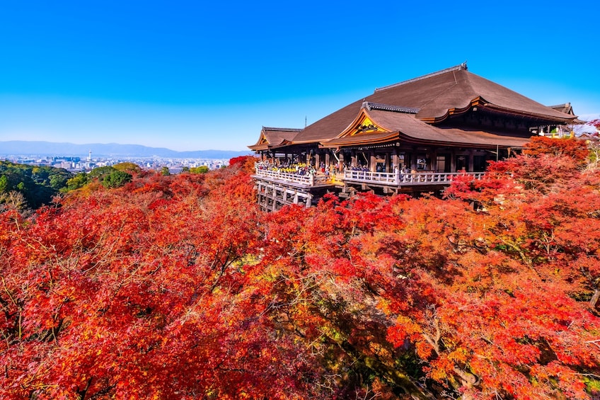 Sagano Train/Guided Tour (Fushimi Inari, Kiyomizudera, Bamboo Forest)
