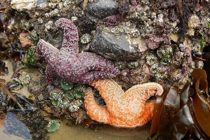 Oregon Coast Tour from Portland