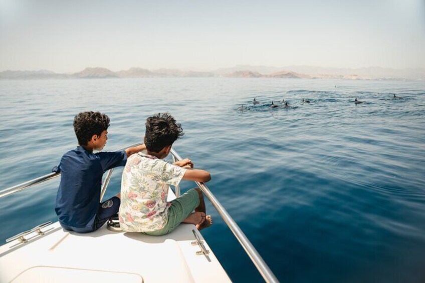 Oman Dolphin Watching Tours 