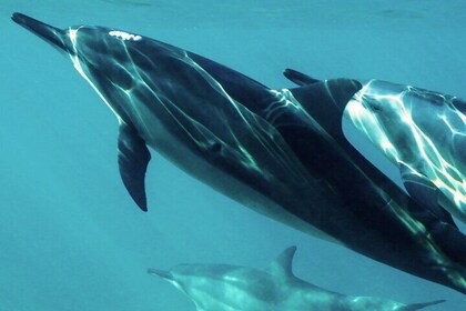 Oman Dolphin Watching Tours