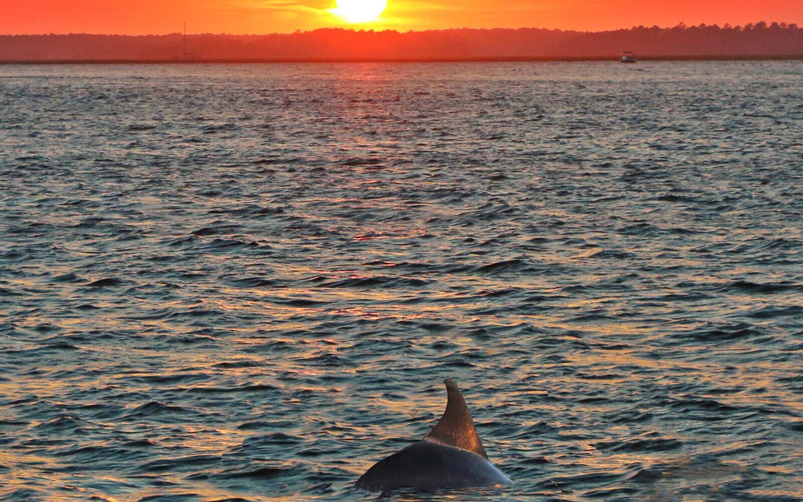 dolphin sunset cruise