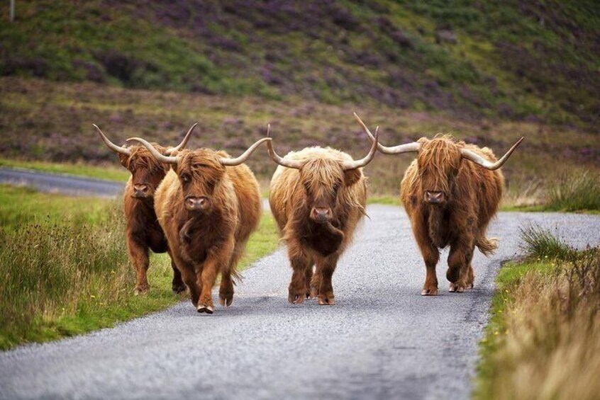 Highland Cows