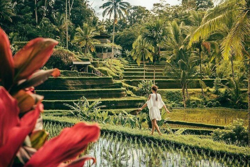 Tegalalang Rice Terrace