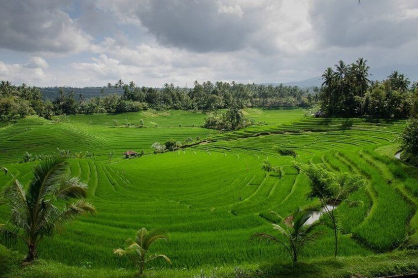 Jatiluwih Green Land