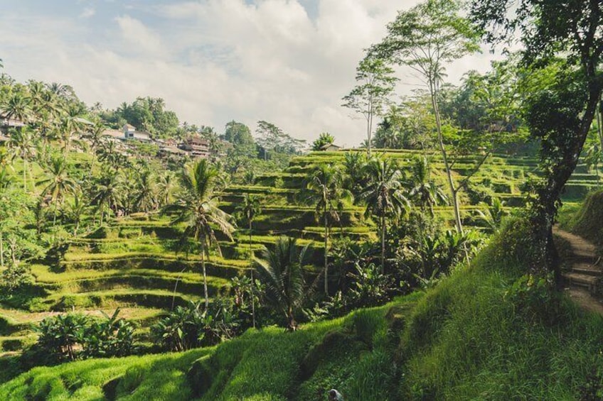 Tegalalang Rice Terrace