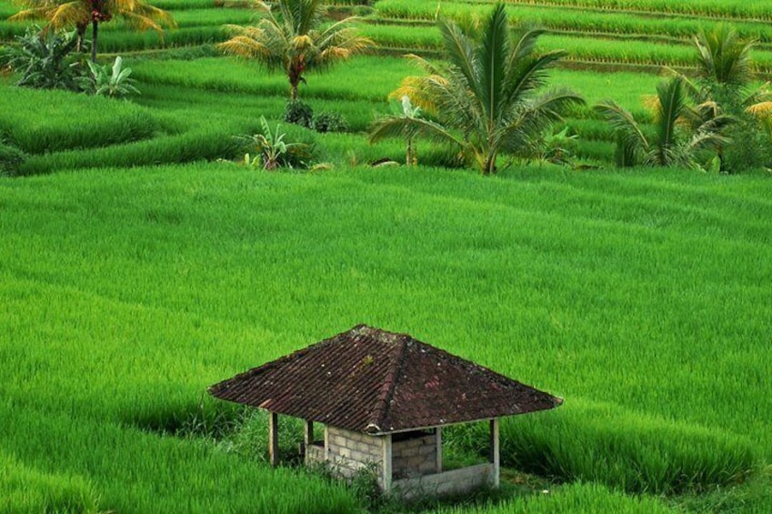 Jatiluwih Green Land