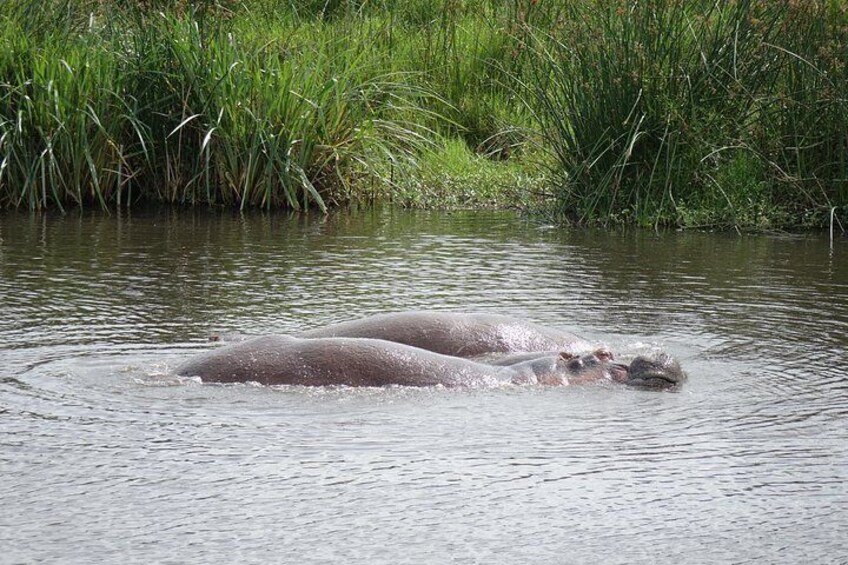 Hippo in retima hippo pool Serengeti