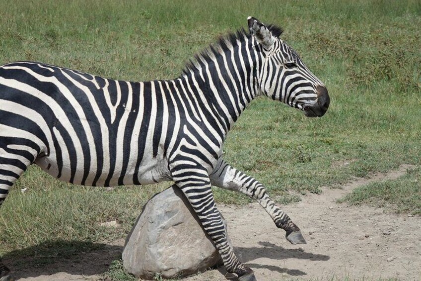 relaxing zebra in ngorongoro crater floor