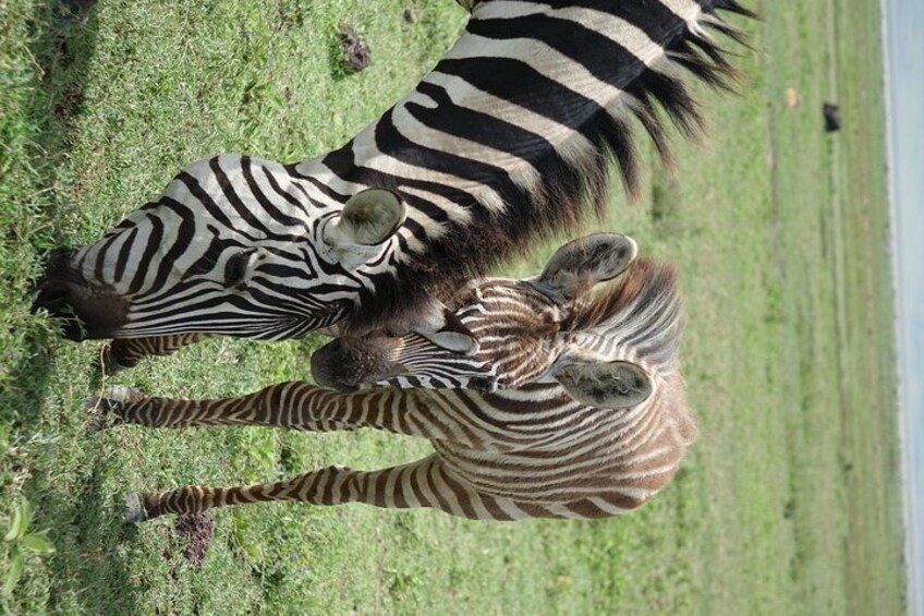 Mom and daughter in Serengeti plain