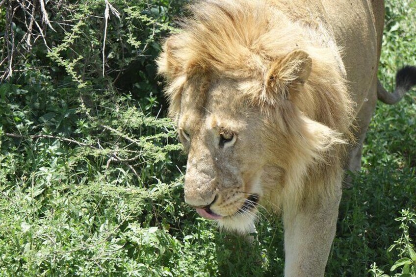 King of jungle in the Serengeti national park