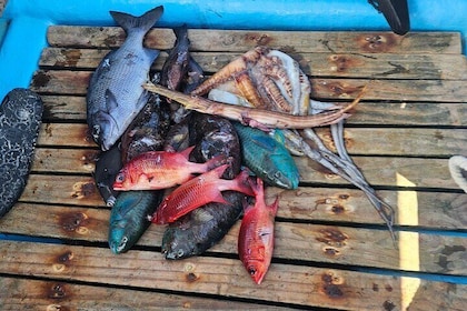 龐圭單桅帆船釣魚