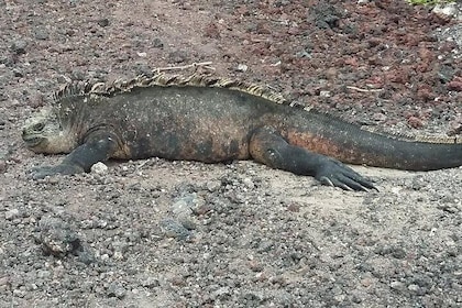 GALAPAGOS IDEAL (3Days)