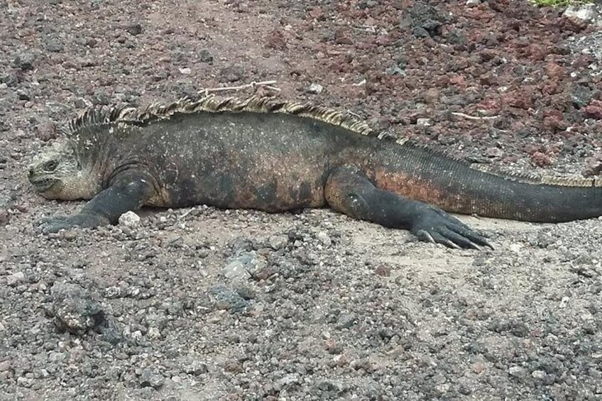 Galapagos Iguana