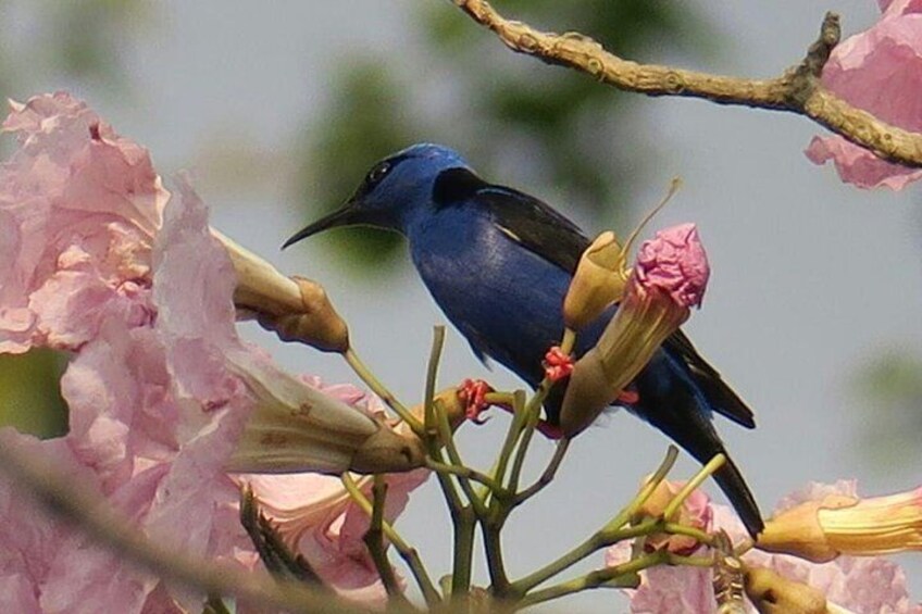 Tikal Birdwatching and Archaeological