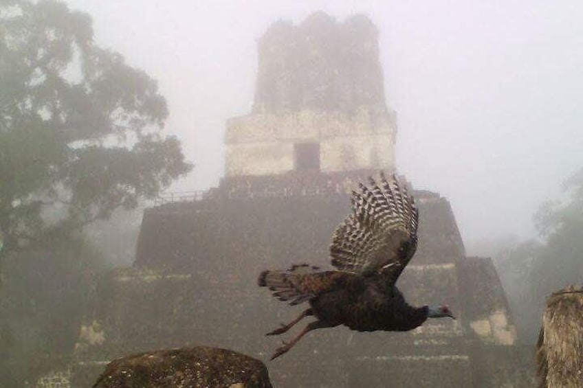 Tikal Birdwatching and Archaeological