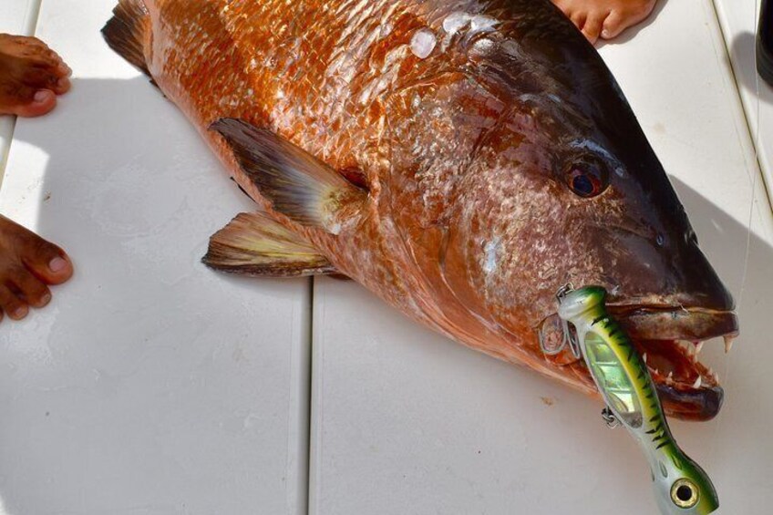 Cubera snapper on topwater? Why not?