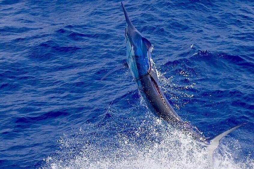 Big Blue Marlin takes flight