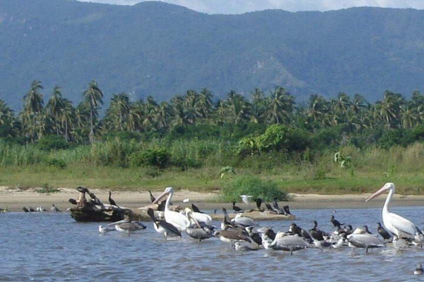 Coyuca Lagoon Boat Ride