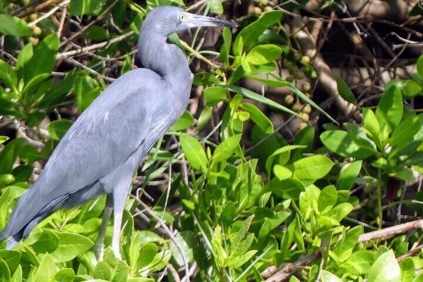 ✨OFF The Beaten Path SPECIAL Cliff Divers JUNGLE- Lagoon Turtle Release & Lunch