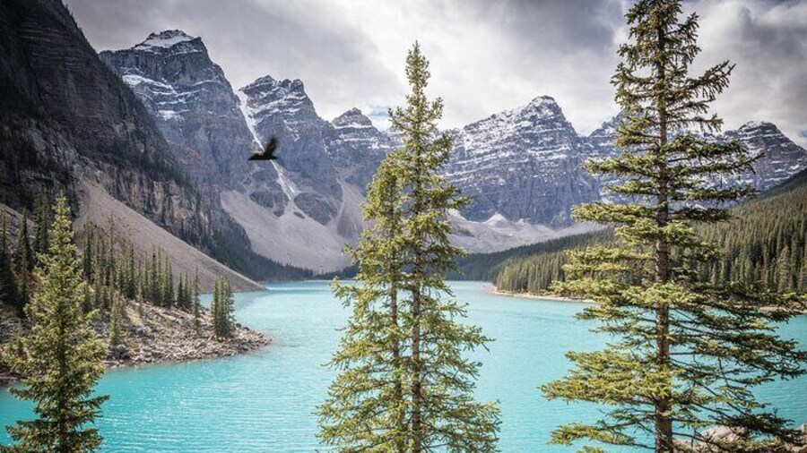 Athabasca - Experience the Moraine, Louise & Peyto Lakes