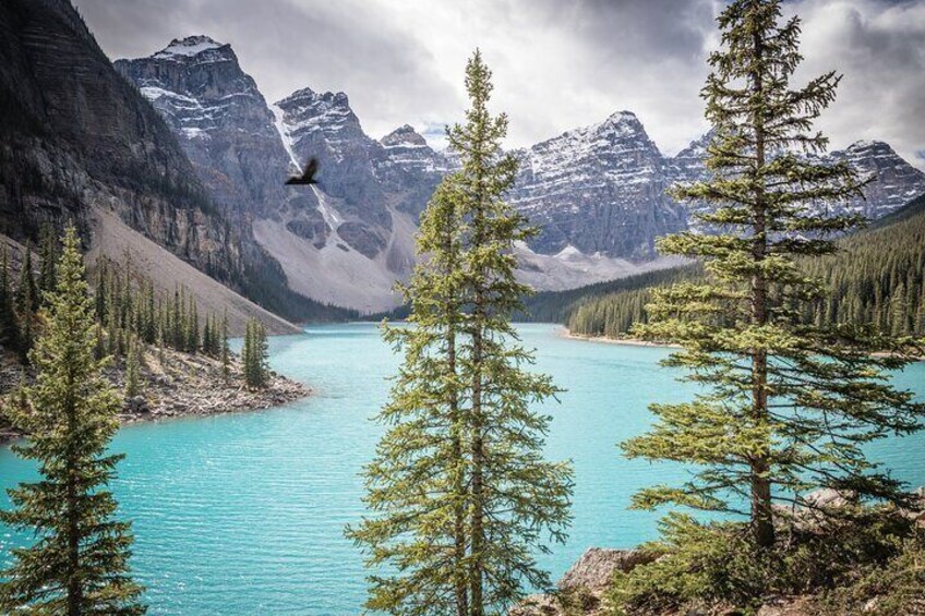 Athabasca - Experience the Moraine, Louise & Peyto Lakes (2-Days)