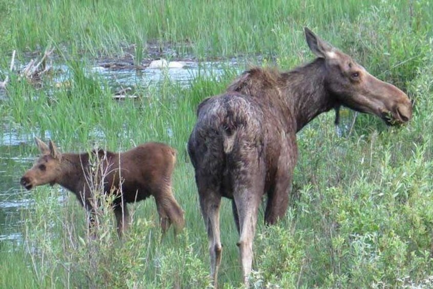 Grand Teton National Park - Sunrise Tour from Jackson Hole