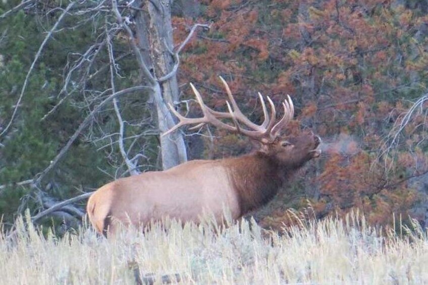 Grand Teton National Park - Sunrise Tour from Jackson Hole