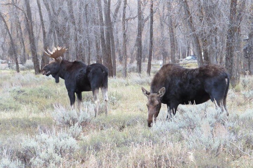 Grand Teton National Park - Sunrise Tour from Jackson Hole