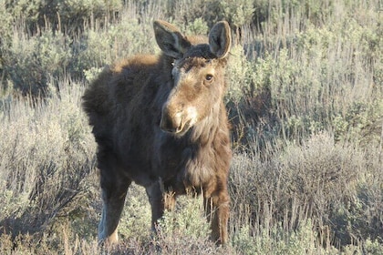 Grand Teton National Park - Sunrise Tour from Jackson Hole