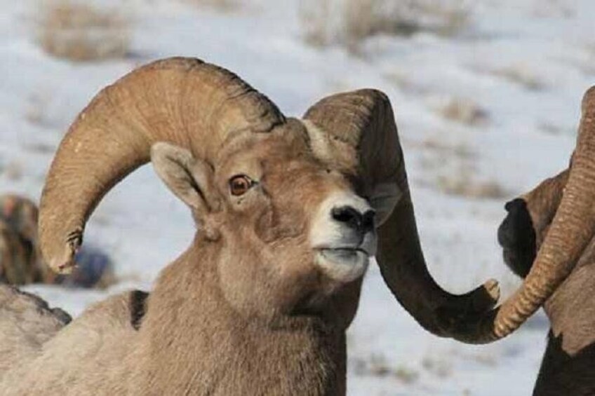 Big Horn Sheep in Jackson Hole