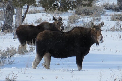 Jackson Hole & Grand Teton Park - Full-Day Wildlife Tour