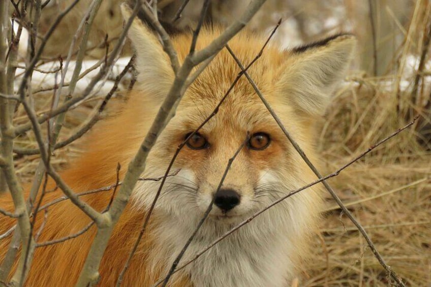 Jackson Hole & Grand Teton Park - Full-Day Wildlife Tour