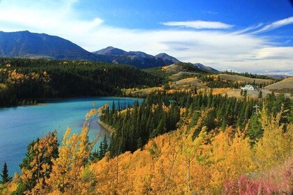 Excursión en la costa de Skagway: Yukon Discovery Tour