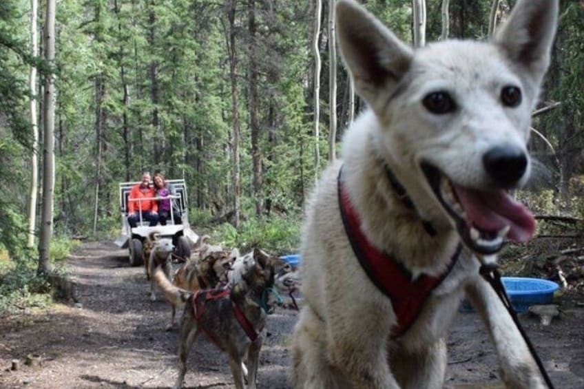 Skagway Shore Excursion: Yukon Discovery Tour