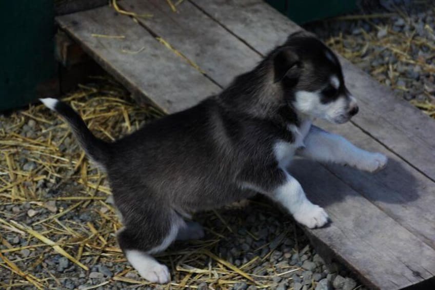 Caribou Crossing Puppy