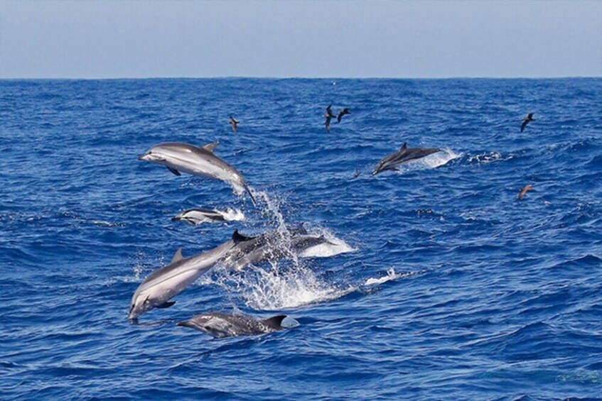 Private - Port Stephens Dolphin Watching & Sandboarding Tour