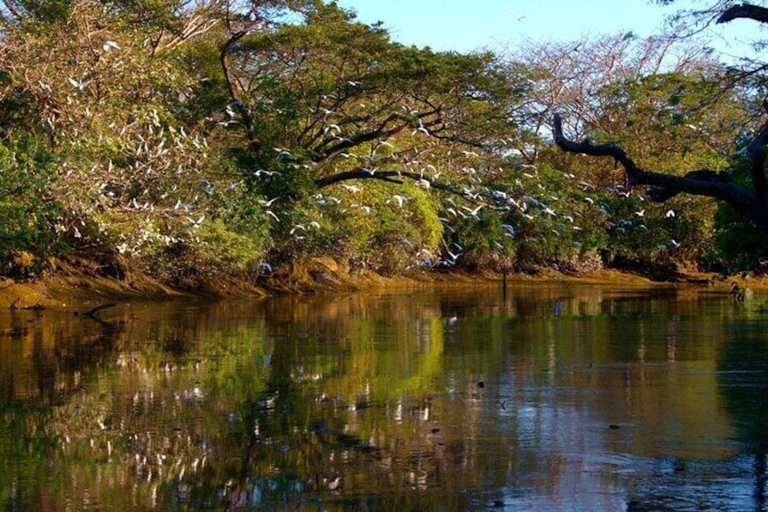 Palo Verde Boat Tours, Ortega