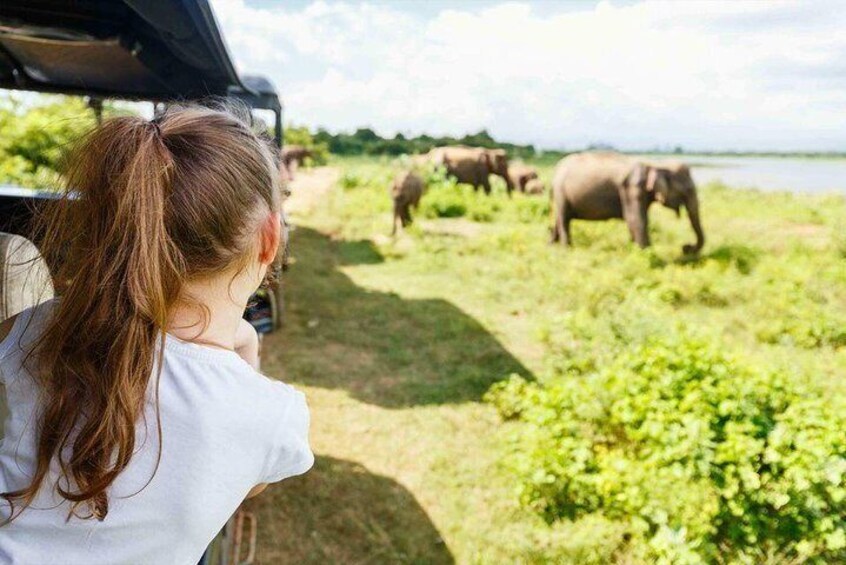 Half Day Minneriya National Park Safari from Sigiriya