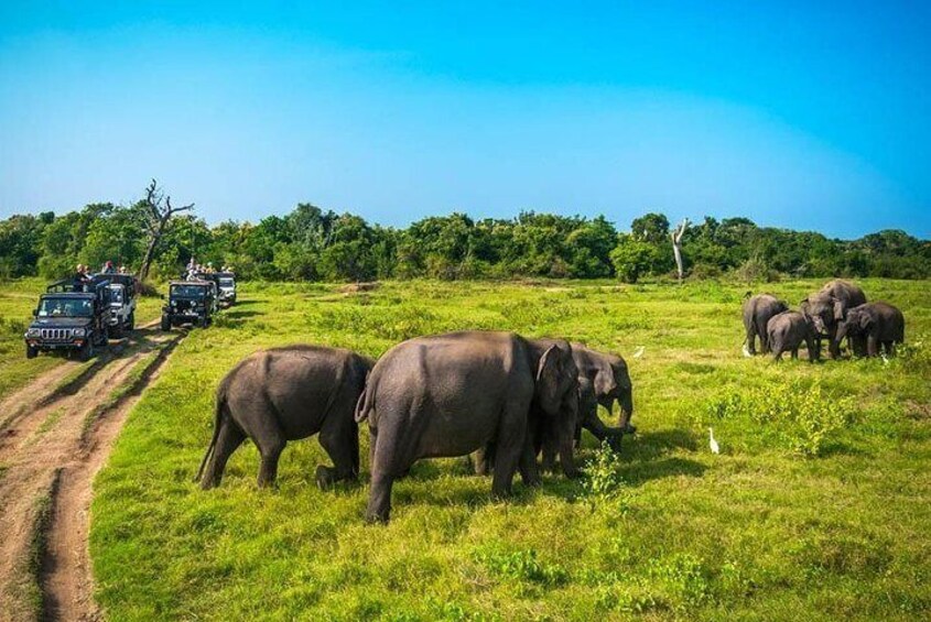 Minneriya National Park Safari from Dambulla
